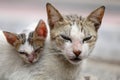 Vagrant sick cats. Homeless wild cats on dirty street in AsiaÃÂ 